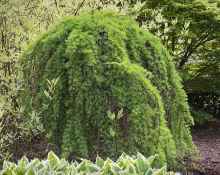 Larix kaempferi 'Pendula', modřín japonský 'Pendula, 200, kmen